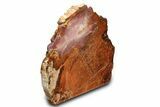 Colorful Petrified Wood (Araucarioxylon) Stand-Up - Arizona #307192-2